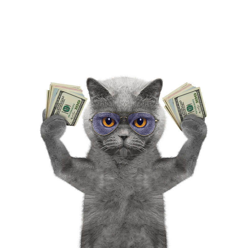 猫,拿着,爪子,大量物体,债务,幽默,信用卡,扑克牌j,100号,图像