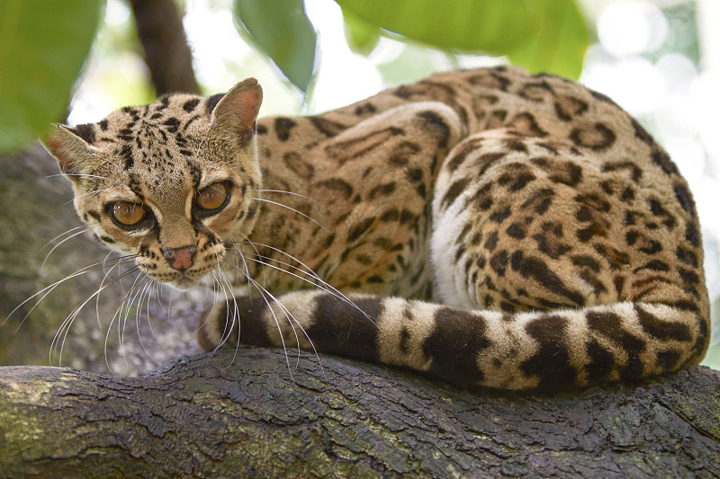 热带雨林,虎猫,支流,水平画幅,巨大的,野外动物,户外,哥斯达黎加,哺乳纲,看