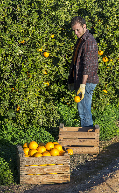 篮子,橙子,农民,甘桔园,桔树,自己采摘的农场,巴伦西亚省,垂直画幅,户外,白人