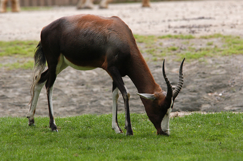 blesbok,羚羊,白臀大羚羊,岩羚,转角牛羚,莱索托,偶蹄目,自然,野生动物,水平画幅
