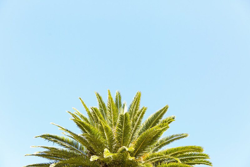 棕榈树,天空,留白,叶子,蓝色,背景,棕榈叶,苏铁科植物,复叶,椰子树