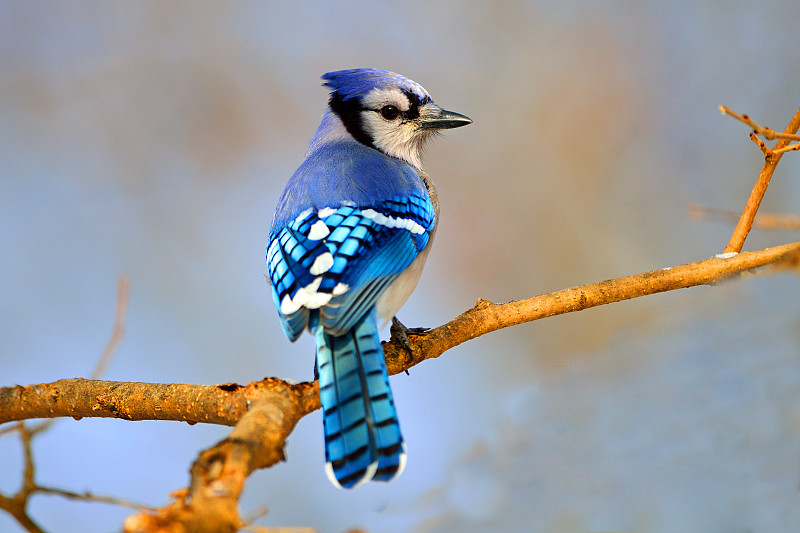 蓝鸦,自然,野生动物,水平画幅,僵鸟,无人,蓝色,鸟类,树,摄影