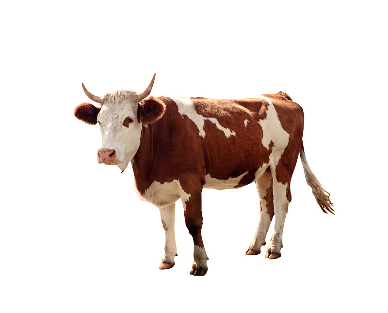 母牛,白色背景,家牛,牛,乳牛,褐色,乳牛场,水平画幅,动物主题,哺乳纲