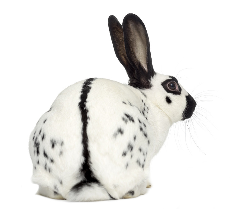 兔子,斑点,白色,分离着色,英格兰,水平画幅,家畜,无人,在之后,白色背景