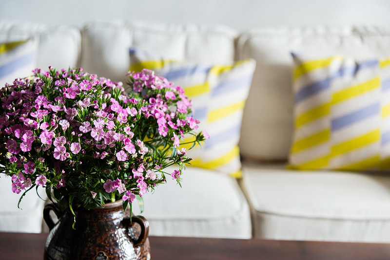 起居室,仅一朵花,须苞石竹,居家装饰,春天,紫色,选择对焦,留白,褐色,水平画幅