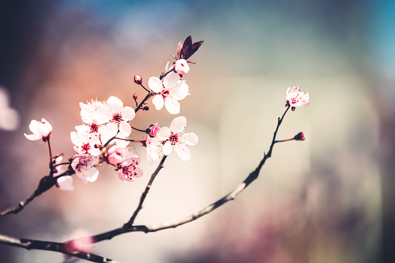 樱桃树,樱花,日本,里山,樱桃,明亮,白色,光,植物学,清新