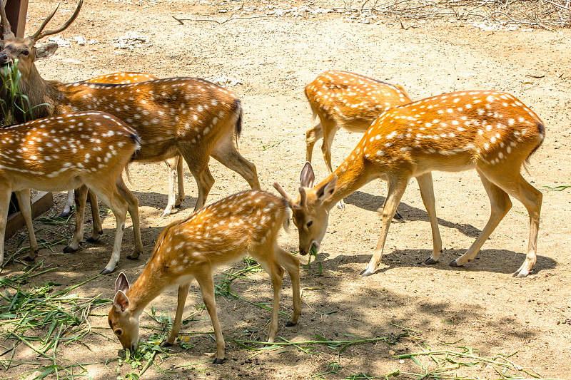 轴鹿,红角鹿,草原鹿,麋鹿,钥匙鹿,沼泽鹿,brow-antlered,deer,毛冠鹿,水鹿,梅花鹿
