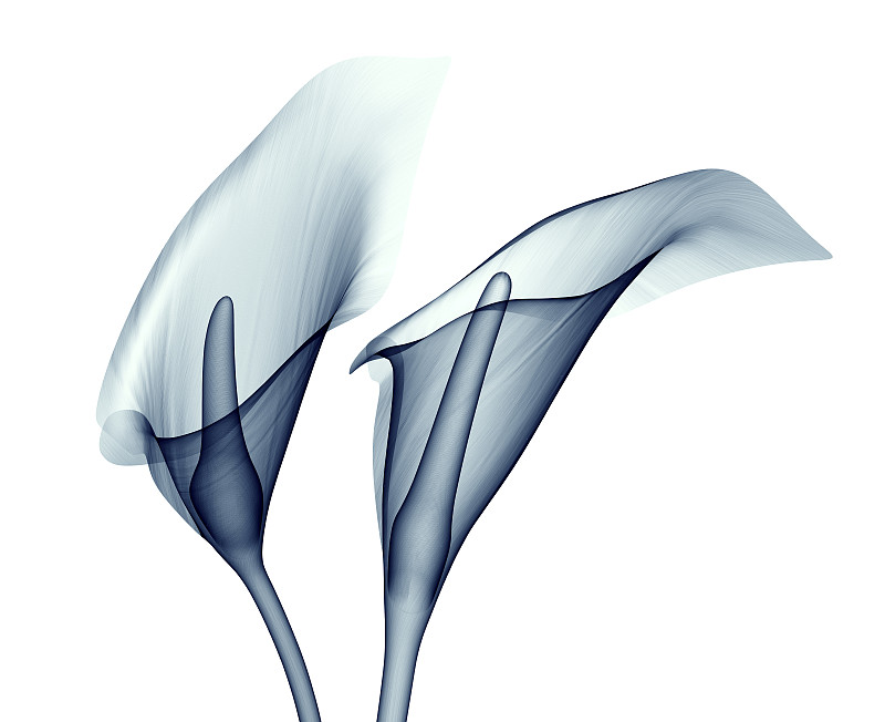 x光片,仅一朵花,白色,马蹄莲,分离着色,自然,x光,水平画幅,蓝色,蓝图