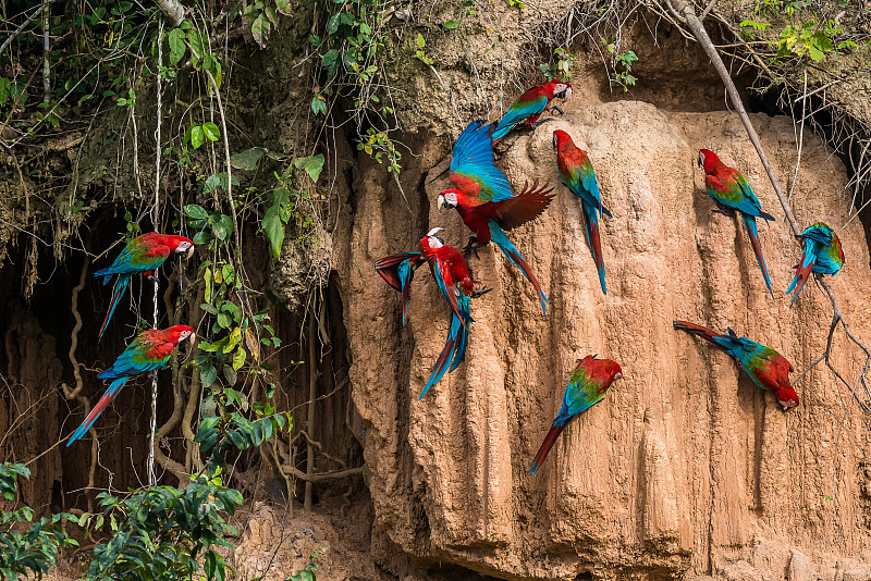马德雷德迪奥斯,热带雨林,金刚鹦鹉,秘鲁亚马孙,马努国家公园,秘鲁,亚马逊雨林,绿翅金刚鹦鹉,鸟类,亚马逊地区