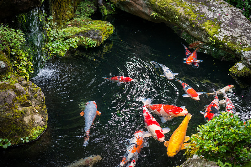 锦鲤,池塘,日本,自然美,水景花园,鱼类,鲤鱼,纯净水,动物的鳞,水