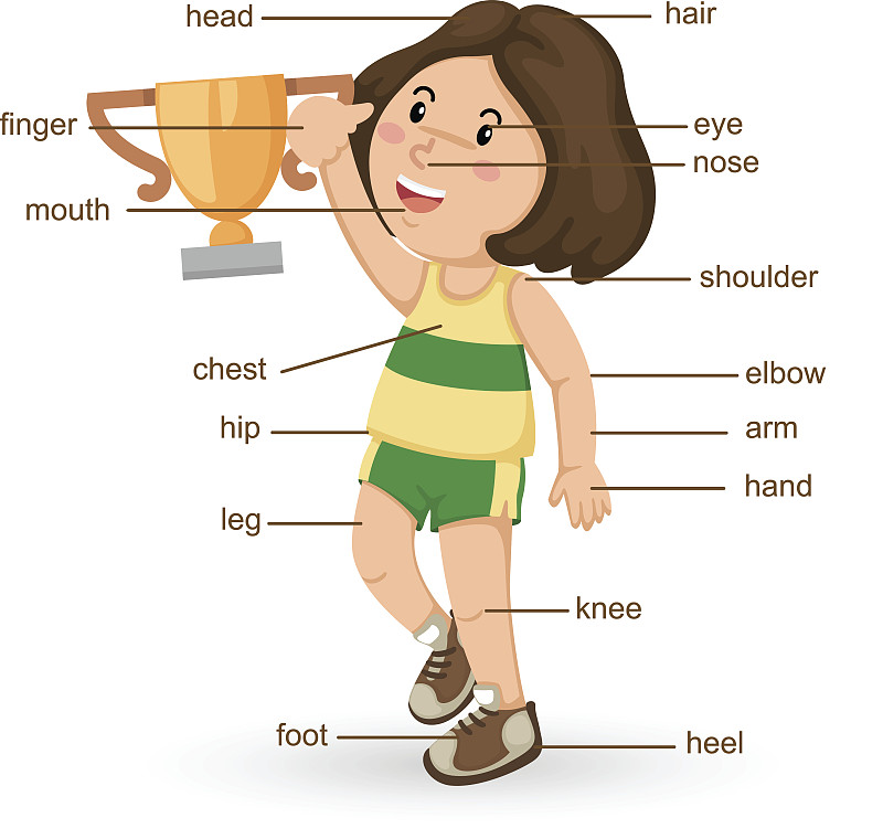 矢量,部分,踝,前额,人的鼻子,脖子,人的耳朵,运动,儿童教育