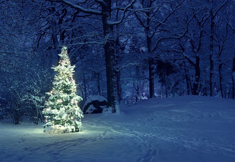 雪,圣诞树,水平画幅,夜晚,无人,黄昏,户外,瑞典,冬天