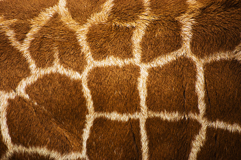 动物皮,网状长颈鹿,长颈鹿打印,长颈鹿,动物毛发,牛皮,褐色,水平画幅,纺织品,动物身体部位