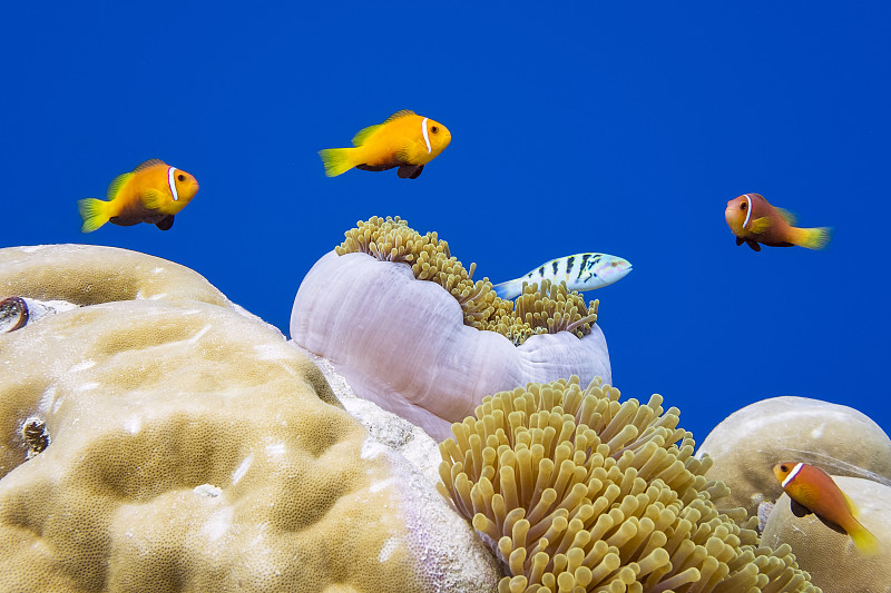 海葵,马尔代夫,野生动物,晚霞杯形珊瑚,紫色大海葵,马尔代夫海葵,华丽海葵,珊瑚色,海葵鱼,雀鲷
