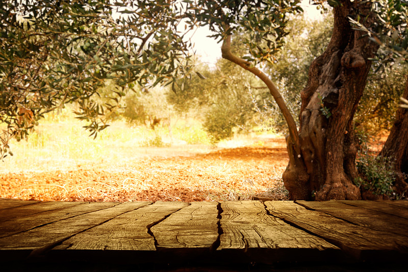 油橄榄树,桌子,木制,枝繁叶茂,早晨,草坪,夏天,乡村风格,草,想法