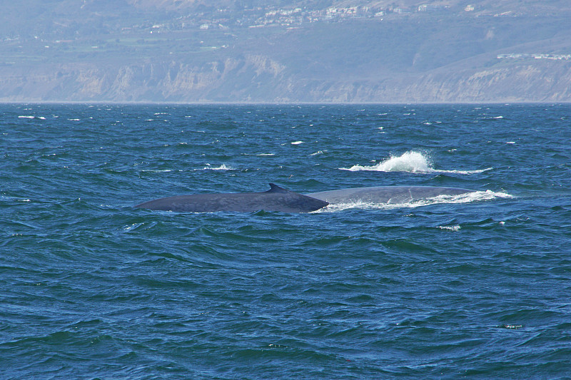 蓝鲸,海岸线,观看鲸鱼,鲸,生态多样性,动物鳍,动物迁徙,水,水平画幅,海港