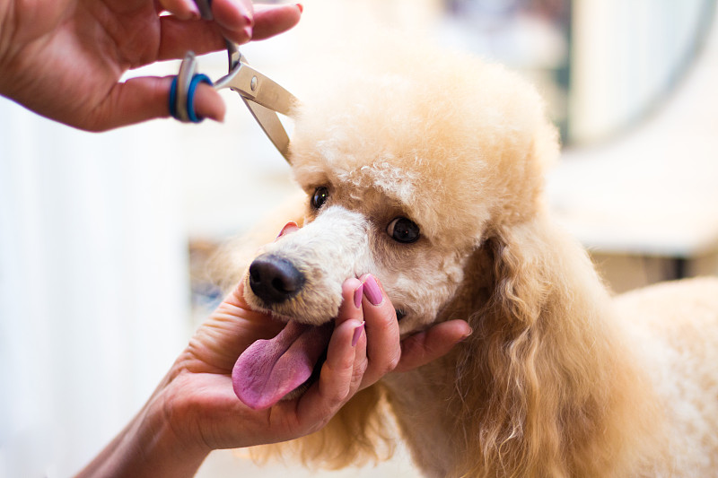 贵宾犬,理毛行为,狗,宠物美容师,宠物美容店,小型贵宾犬,身体保养,标准贵宾犬,剃胡子,学校