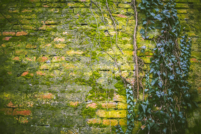 苔藓,砖墙,藤蔓植物,哮喘,寄生的,纹理效果,古老的,石材,建筑业,彩色图片