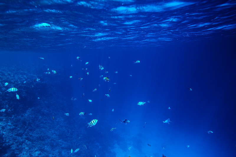 水下,鱼类,色彩鲜艳,岩生豆娘鱼,斑马鱼,软珊瑚,桑吉巴尔,热带淡水鱼,浮潜,水肺潜水