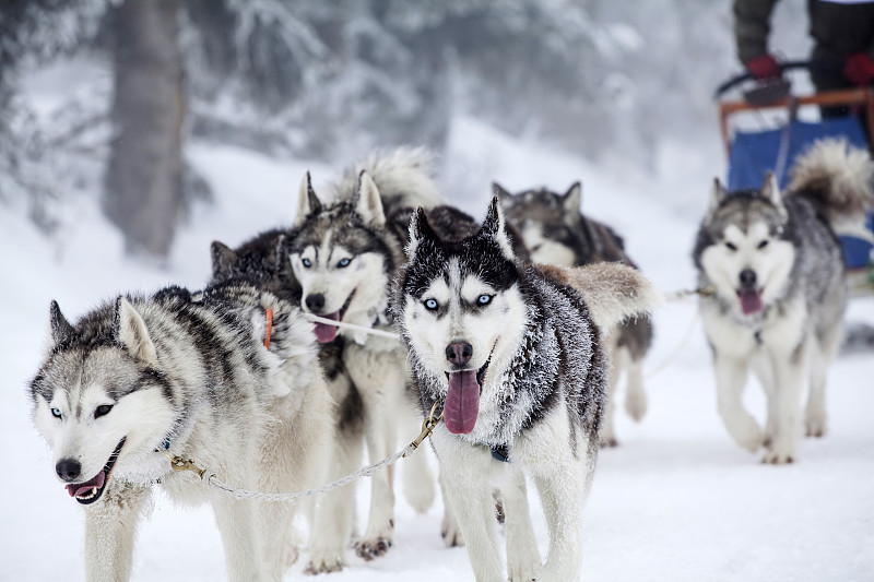 狗拉雪橇比赛,狗,体育团队,精力,动物拉雪橇比赛,雪橇犬,动物雪车,雪橇,阿拉斯加雪橇犬,呼吸气