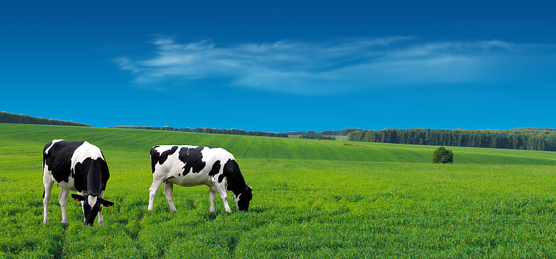 母牛,食草,夏天,草地,农场,大农场,牛,小母牛,牛乳,田地