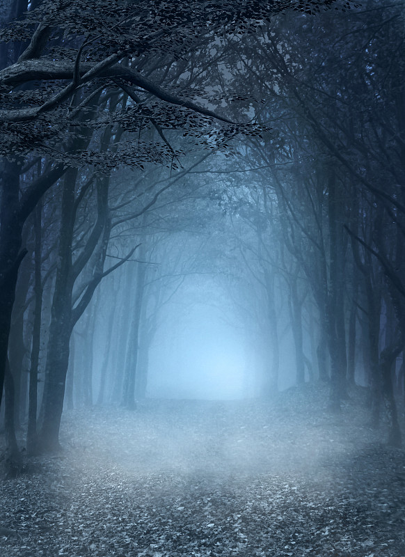 雾,蓝色,森林,童话故事,秘密,幻想,单车道,怪异,仙女,小路