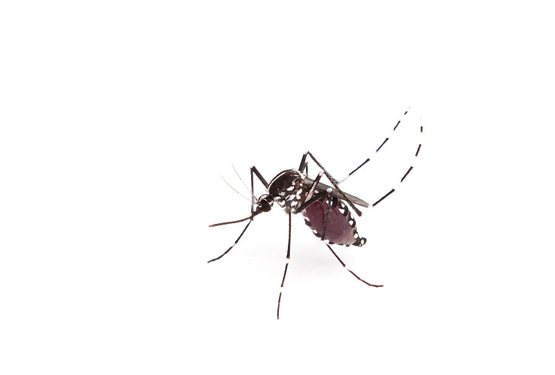 埃及伊蚊,蚊子,关闭的,矢量,高处,登革热,锥虫,亚洲虎蚊,头小畸型,疟蚊