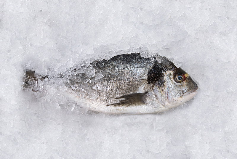 鱼类,多拉达海岸,特写,碎冰,捕捞鱼,冻结的,gilthead,bream,海产,冰,养鱼场