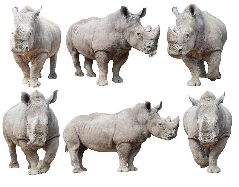 白犀牛,犀牛,狩猎动物,动物,野生动物,灰色,水平画幅,无人,巨大的,非洲