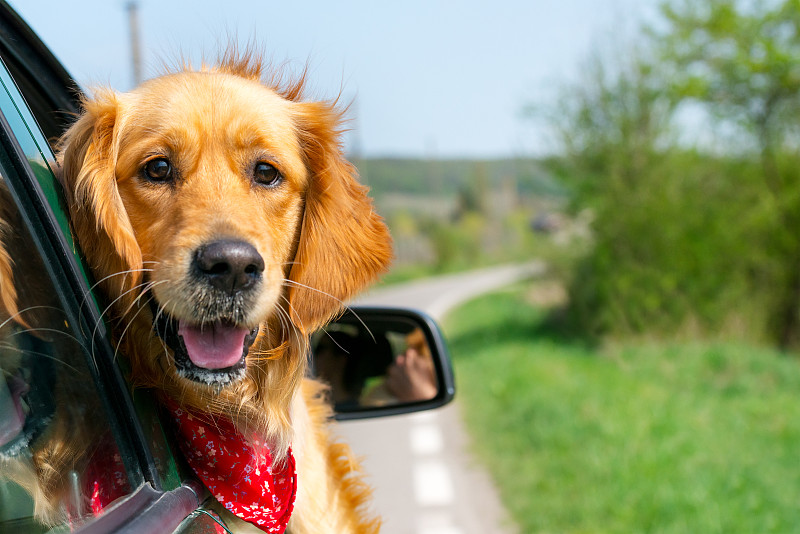 窗户,汽车,金毛寻回犬,透过窗户往外看,自驾游,小狗,宠物,狗,车座,寻回犬