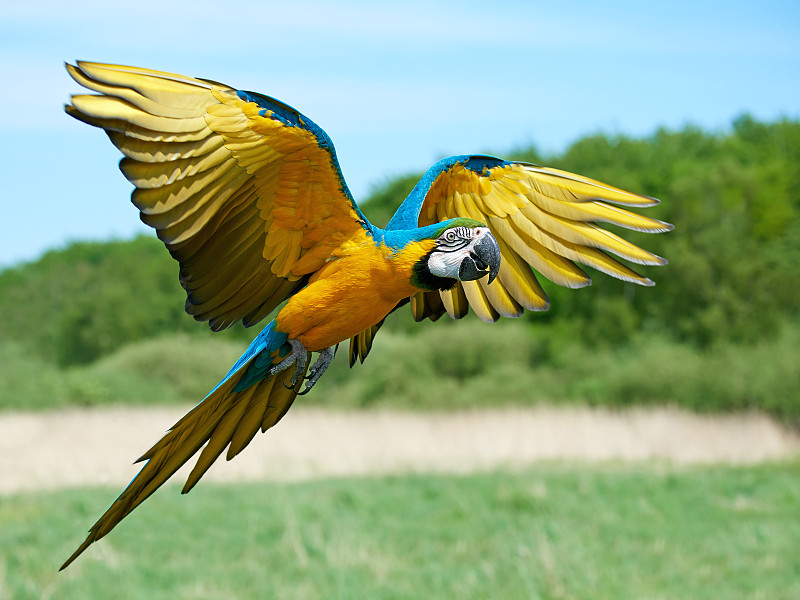 蓝黄金刚鹦鹉,金刚鹦鹉,自然,野生动物,水平画幅,蓝色,黄色,动物,鸟类,鹦鹉