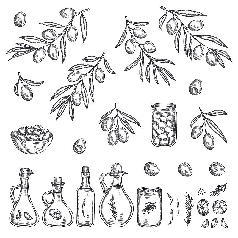 橄榄,绘画插图,矢量,插画,动物手,油橄榄树,橄榄油,雕刻图像,绘制,布置