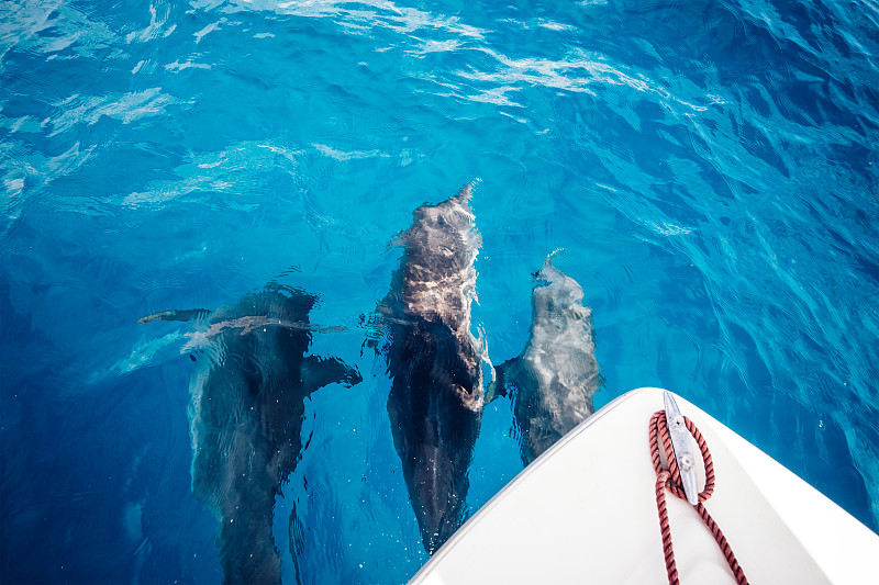 海豚,旅游目的地,尼姆巴岛,真海豚,桑吉巴尔,水,水平画幅,无人,野外动物,夏天