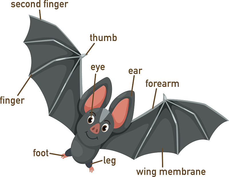 蝙蝠,部分,绘画插图,吸血鬼,颈,字典,动物耳朵,动物腿,秘密