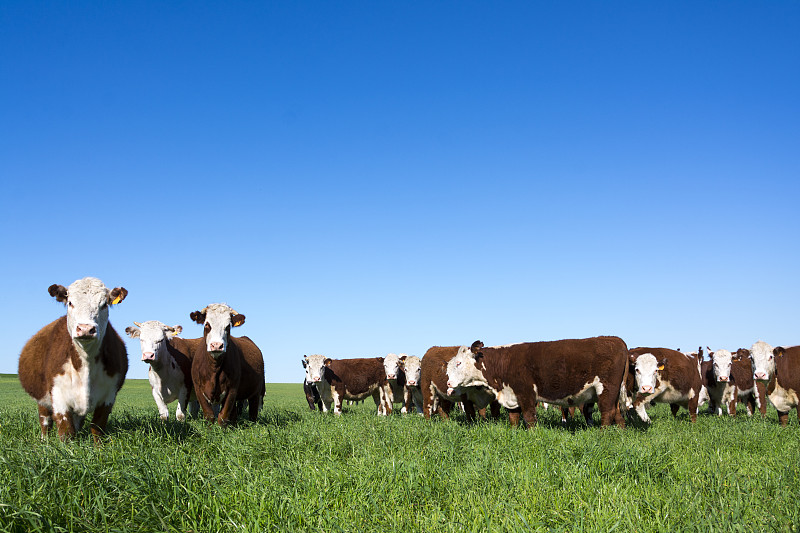赫里福牛,肉牛,食草,大农场,家牛,牲畜,黄绿色,草原,水平画幅,绿色