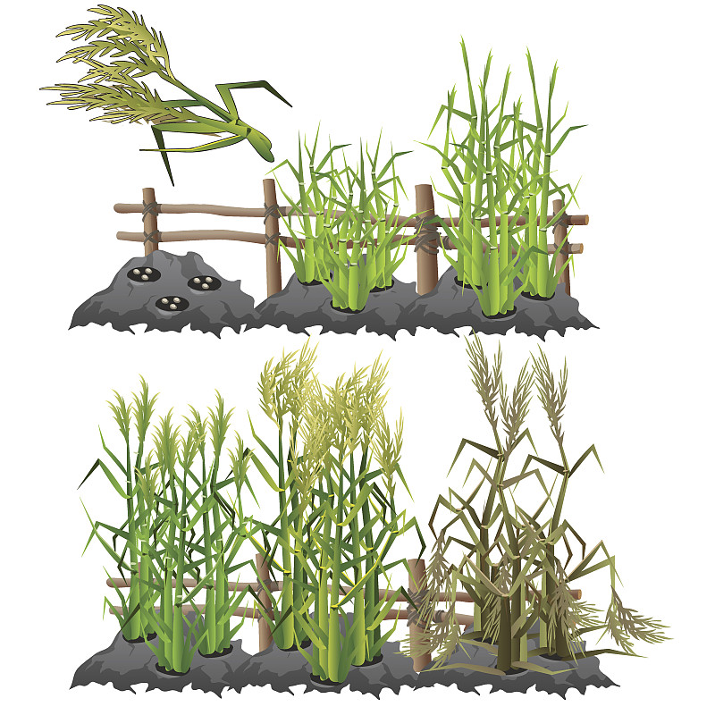 甘蔗,舞台,农业,矢量,枯萎的,绘画插图,泥土,夏天,卡通,草