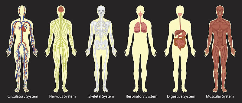 图表,血流动,心血管系统,呼吸系统,神经系统,人类骨架,生物学,人,图像