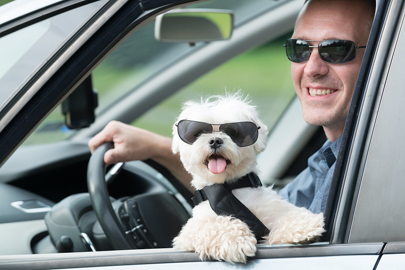 狗,旅游目的地,汽车,风,业主,透过窗户往外看,陆用车,动物身体部位,夏天,保险箱