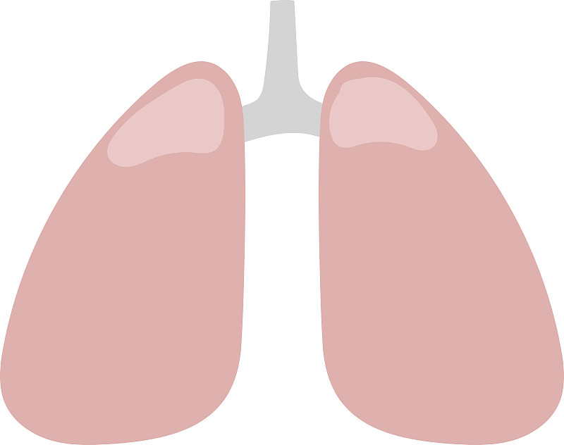 人类肺脏,矢量,绘画插图,计算机图标,动物气管,气体交换,动物肺,支气管,气管,呼吸气
