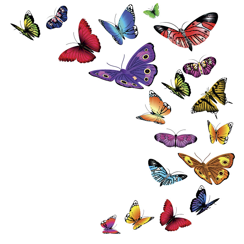 蝴蝶,矢量,背景,美,形状,绘画插图,鸟类,动物身体部位,野外动物