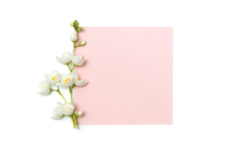 茉莉,枝,粉色,花朵,空白的,贺卡,留白,边框,水平画幅,无人