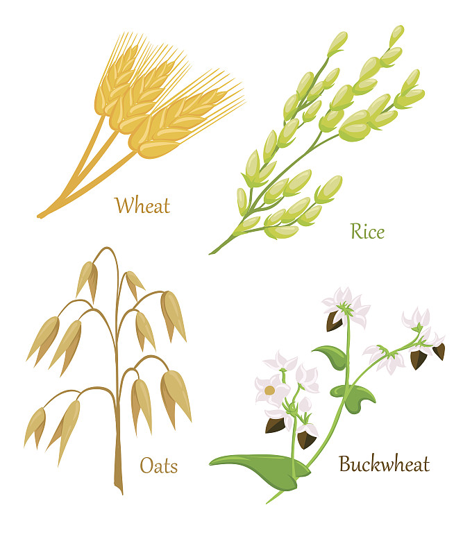 绘画插图,矢量,谷类食品,熟的,动物耳朵,燕麦,符号,固体,面包,农作物