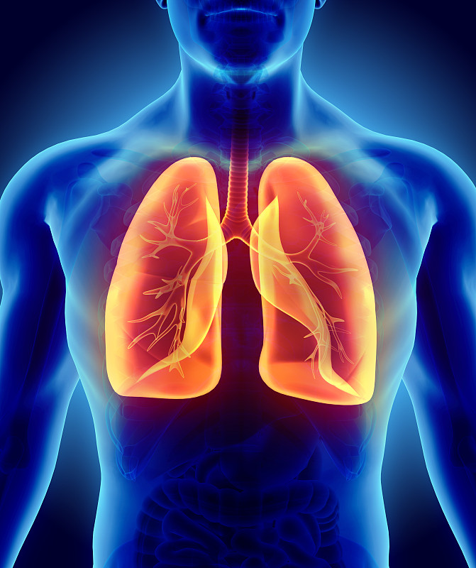 人类肺脏,绘画插图,三维图形,健康保健,概念,气体交换,呼吸机,人体结构,支气管,癌细胞