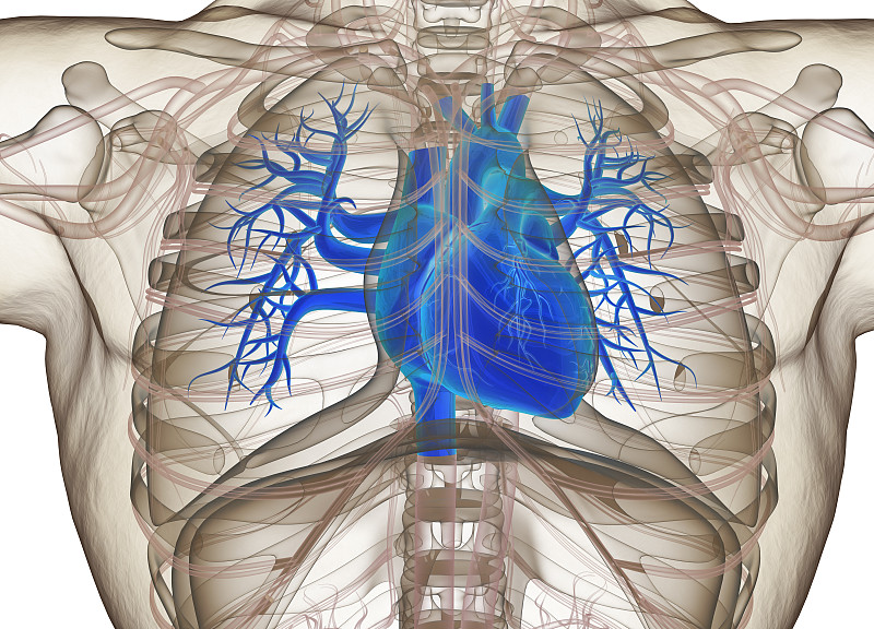 人类心脏,绘画插图,三维图形,心脏移植术,血管成形术,心脏搭桥手术,胸部,移植手术,冠状动脉,闭塞