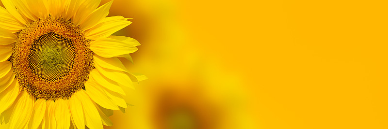 黄色,向日葵,背景,水平画幅,无人,夏天,户外,特写,植物,植物学