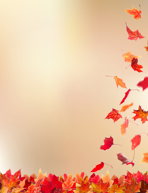 叶子,秋天,垂直画幅,留白,边框,九月,干花,绘画插图,户外,特写