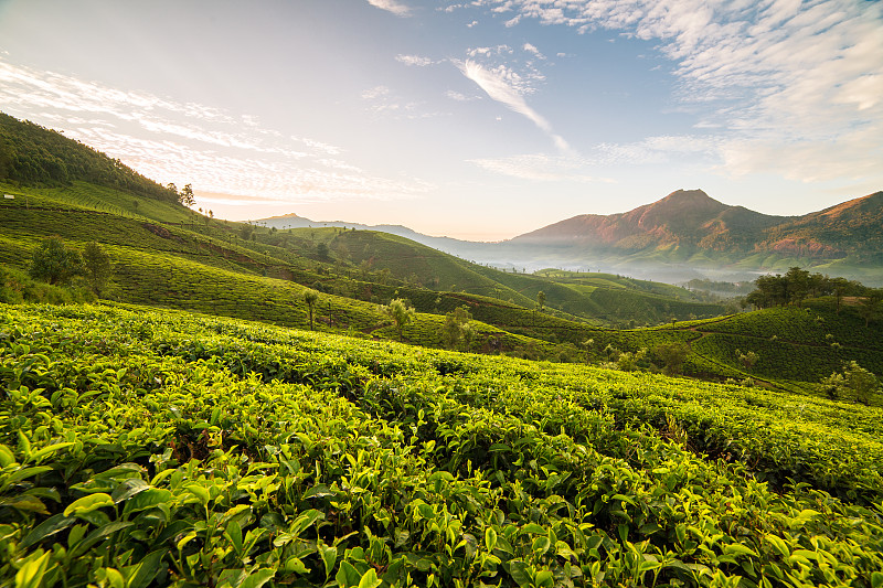 茶树,喀拉拉邦,印度,慕那尔,在上面,天空,水平画幅,山,无人,户外