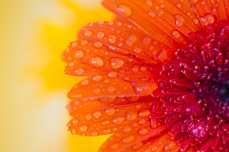 橙色,非洲雏菊,大特写,水滴,水,露水,雨,黄色背景,垂直画幅,天空