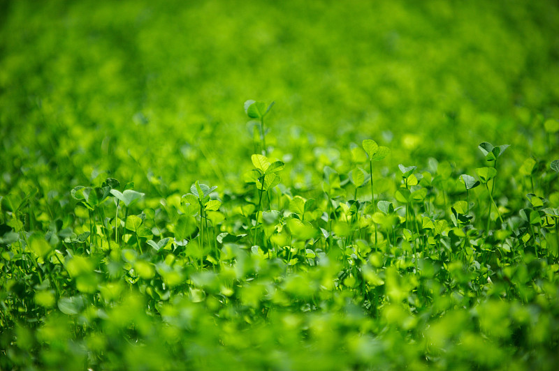 三叶草,绿色,背景,长焦镜头,草皮,选择对焦,留白,公园,水平画幅,枝繁叶茂