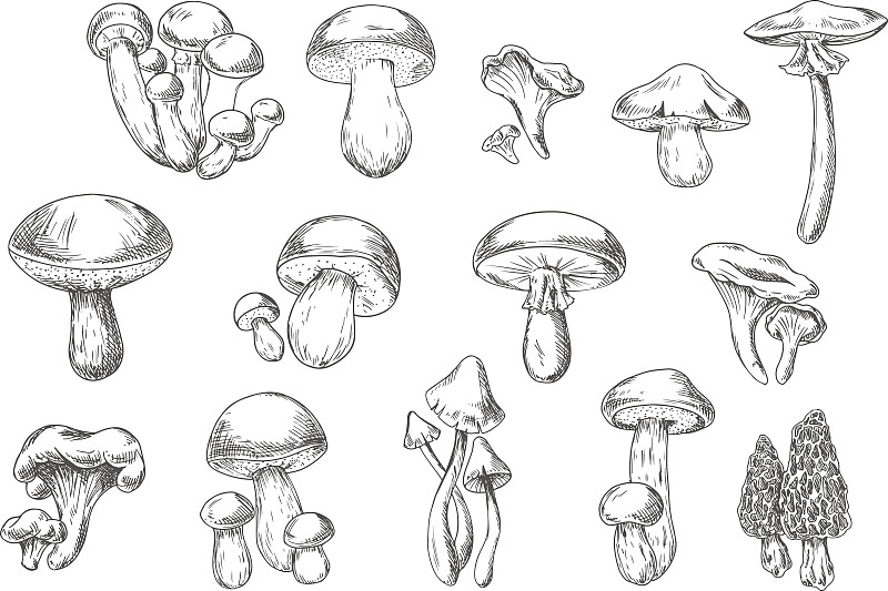 食品,草图,高雅,有毒生物体,蘑菇,绘画插图,水平画幅,素食,符号,生食